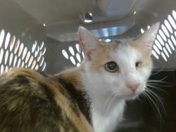 Shelter Stray Unknown Cat last seen 29TH & S PENN, 2811 SE 29th St, Oklahoma City, OK 73129, USA