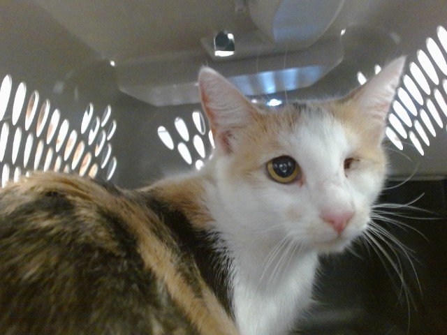 Shelter Stray Unknown Cat last seen 29TH & S PENN, 2811 SE 29th St, Oklahoma City, OK 73129, USA