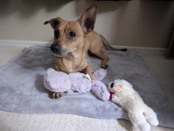 Shelter Stray Male Dog last seen Near BLOCK E CINNABAR AVE, 5501 E Van Buren St, Phoenix, AZ 85008, USA