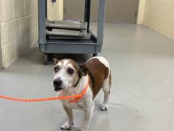 Shelter Stray Male Dog last seen , 232 Eslinger Way, Sanford, FL 32773, USA
