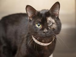 Shelter Stray Male Cat last seen Near BLOCK W BOSTON, 5501 E Van Buren St, Phoenix, AZ 85008, USA