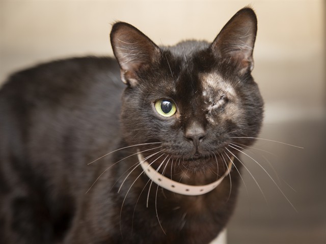 Shelter Stray Male Cat last seen Near BLOCK W BOSTON, 5501 E Van Buren St, Phoenix, AZ 85008, USA