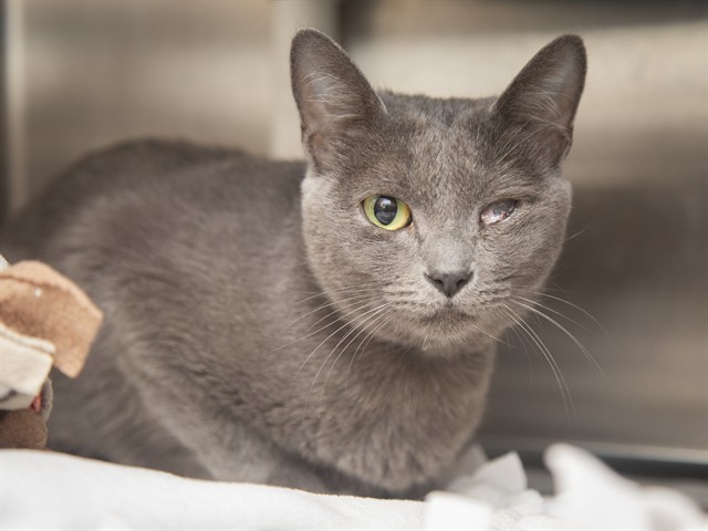 Shelter Stray Female Cat last seen LINDSEY/SOUTHERN, 5501 E Van Buren St, Phoenix, AZ 85008, USA