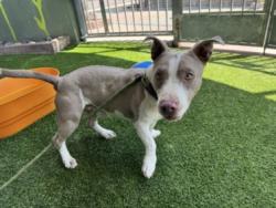 Shelter Stray Male Dog last seen , 14409 Vanowen St, Van Nuys, CA 91405, USA