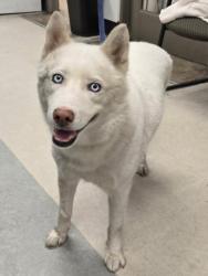 Shelter Stray Female Dog last seen , 14409 Vanowen St, Van Nuys, CA 91405, USA