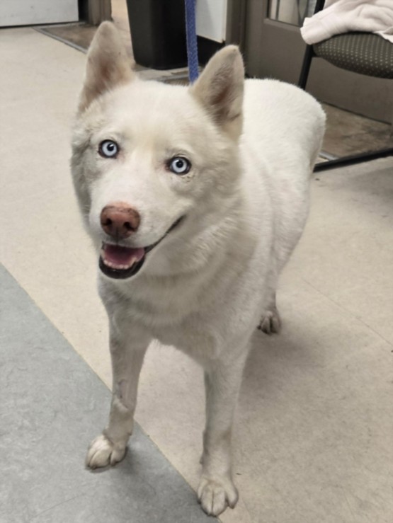 Shelter Stray Female Dog last seen , 14409 Vanowen St, Van Nuys, CA 91405, USA