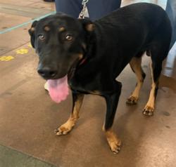 Shelter Stray Male Dog last seen , 14409 Vanowen St, Van Nuys, CA 91405, USA