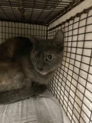 Shelter Stray Female Cat last seen , 14409 Vanowen St, Van Nuys, CA 91405, USA