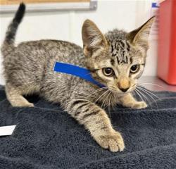 Shelter Stray Male Cat last seen , 600 Aviation Dr, Camarillo, CA 93010, USA