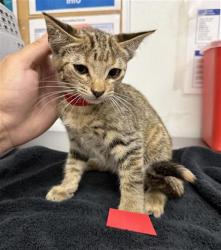 Shelter Stray Female Cat last seen , 600 Aviation Dr, Camarillo, CA 93010, USA