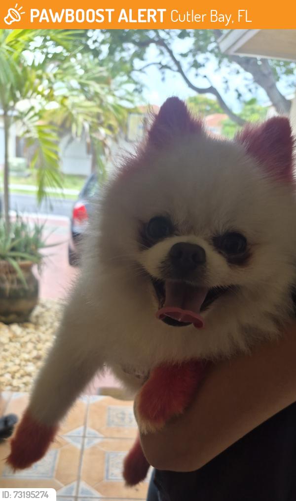 Found/Stray Female Dog last seen Lakes by the bay, Cutler Bay, FL 33189