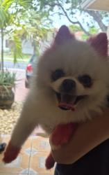 Found/Stray Female Dog last seen Lakes by the bay, Cutler Bay, FL 33189