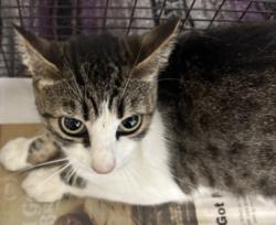 Shelter Stray Female Cat last seen , 957 N Gaffey St, San Pedro, CA 90731, USA