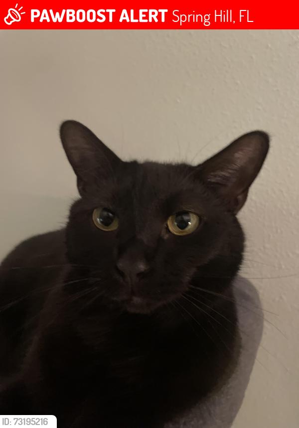 Lost Male Cat last seen Mariner Boulevard, Spring Hill, FL 34609