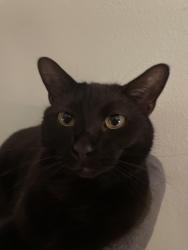 Lost Male Cat last seen Mariner Boulevard, Spring Hill, FL 34609