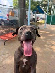 Shelter Stray Male Dog last seen CHARLOTTE, 8315 Byrum Dr, Charlotte, NC 28217, USA