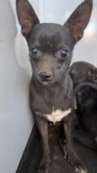 Shelter Stray Male Dog last seen Near BLK OF RICHLAND DR, BAKERSFIELD CA, 201 S Mt Vernon Ave, Bakersfield, CA 93307, USA