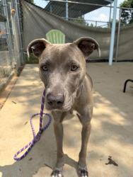 Shelter Stray Female Dog last seen CHARLOTTE, 8315 Byrum Dr, Charlotte, NC 28217, USA