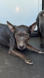 Shelter Stray Male Dog last seen Near BLK OF RICHLAND DR, BAKERSFIELD CA, 201 S Mt Vernon Ave, Bakersfield, CA 93307, USA