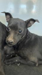 Shelter Stray Male Dog last seen Near BLK OF RICHLAND DR, BAKERSFIELD CA, 201 S Mt Vernon Ave, Bakersfield, CA 93307, USA