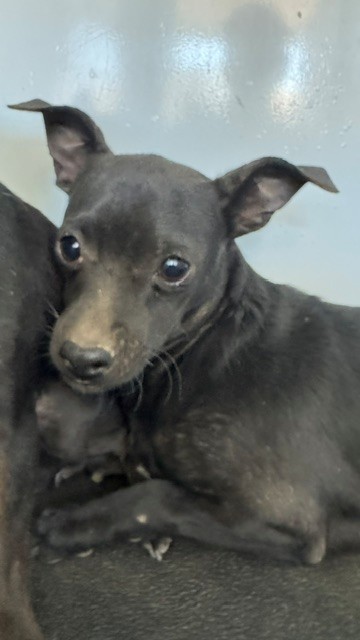 Shelter Stray Male Dog last seen Near BLK OF RICHLAND DR, BAKERSFIELD CA, 201 S Mt Vernon Ave, Bakersfield, CA 93307, USA