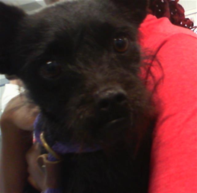 Shelter Stray Male Dog last seen CHARLOTTE, 8315 Byrum Dr, Charlotte, NC 28217, USA