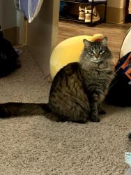 Reunited Female Cat last seen 112th & A street, Parkland, WA 98444