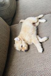 Lost Male Dog last seen Lima way, Jewell, Aurora, CO 80014