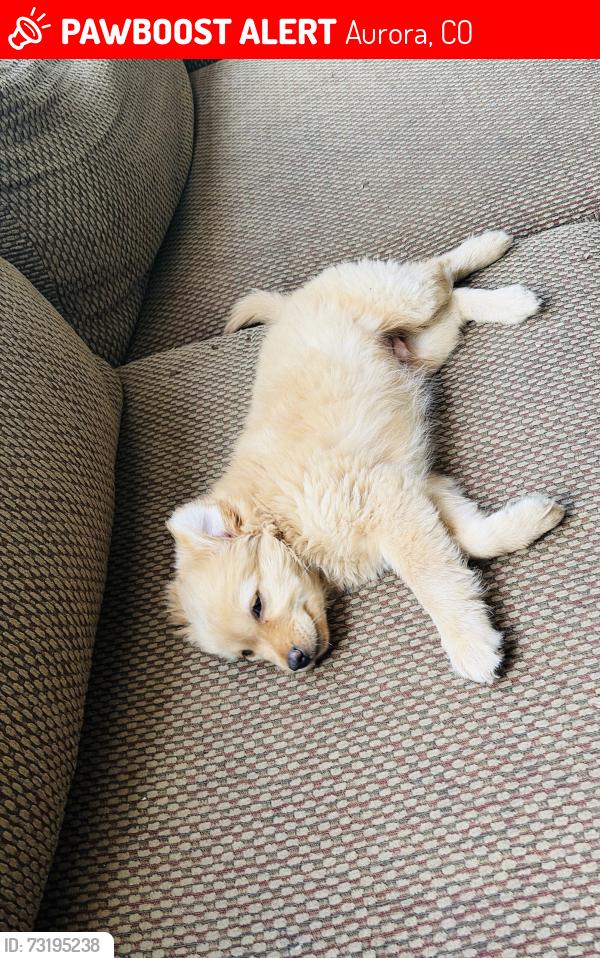 Lost Male Dog last seen Lima way, Jewell, Aurora, CO 80014