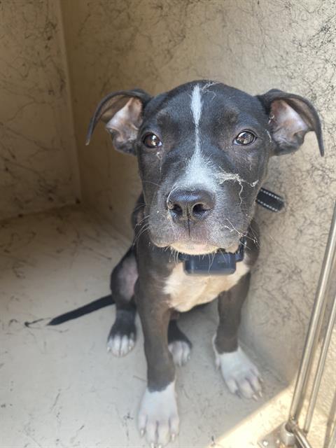 Shelter Stray Male Dog last seen Near, 2600 S Harding St, Indianapolis, IN 46221, USA