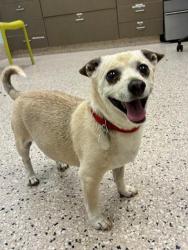 Shelter Stray Male Dog last seen Near BLOCK CAMPO ST, 12155 Park Blvd, Brighton, CO 80601, USA