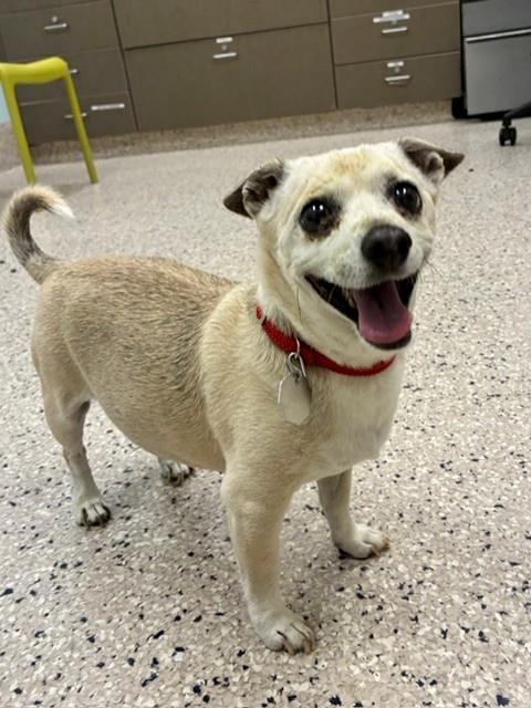 Shelter Stray Male Dog last seen Near BLOCK CAMPO ST, 12155 Park Blvd, Brighton, CO 80601, USA