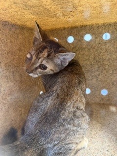 Shelter Stray Female Cat last seen ALAMANCE COUNTY, 221 Stone Quarry Rd, Burlington, NC 27217, USA
