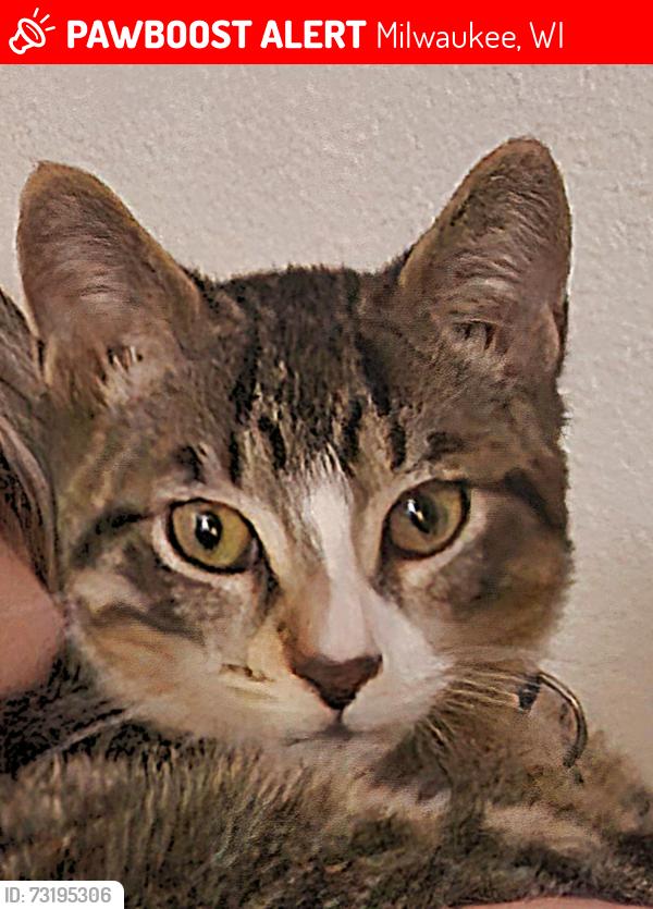 Lost Male Cat last seen 107th St, Milwaukee, WI 53224