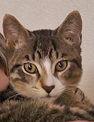 Lost Male Cat last seen 107th St, Milwaukee, WI 53224