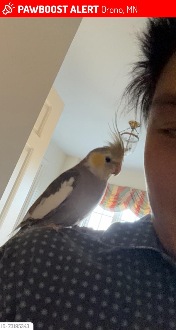 Lost Male Bird last seen Fox Road and Brown Road, Orono, MN 55441