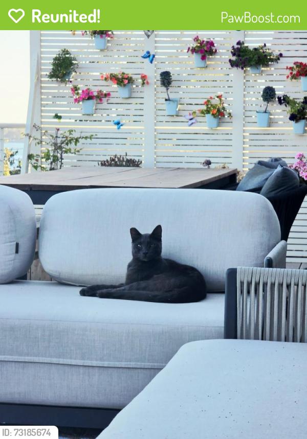 Reunited Male Cat last seen Mooney, Granite Bay, CA 95746
