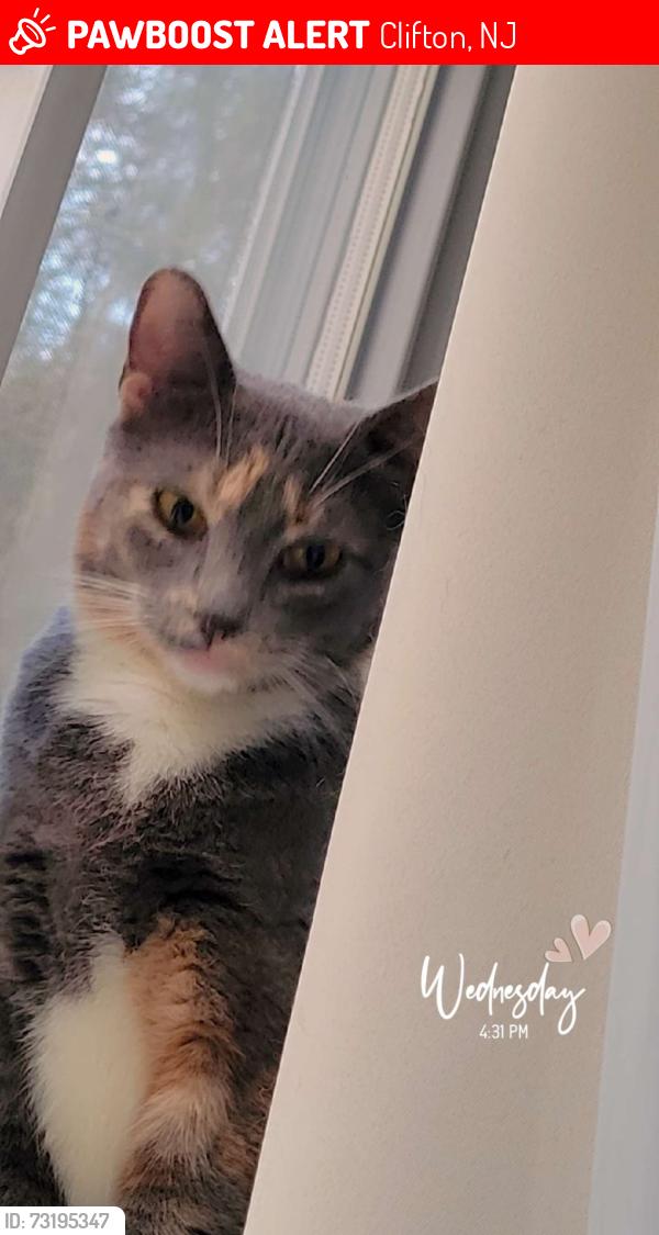 Lost Female Cat last seen Washington Ave, Clifton, NJ 07011