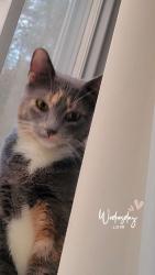 Lost Female Cat last seen Washington Ave, Clifton, NJ 07011