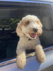 Reunited Male Dog last seen Oak Hill Drive, Granite Bay, CA 95746