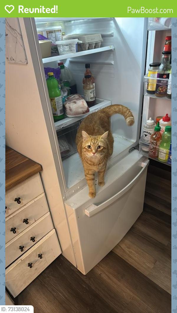 Reunited Female Cat last seen Boothe Rd, Naramata, BC V0H 1Z1