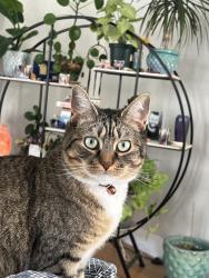 Lost Female Cat last seen Fossil Lake Ranch, Fort Collins, CO 80528