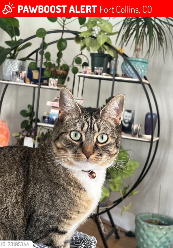 Lost Female Cat last seen Fossil Lake Ranch, Fort Collins, CO 80528