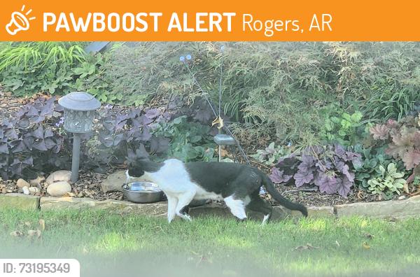 Found/Stray Female Cat last seen 13th Street at New Hope Rd, Rogers, AR 72758