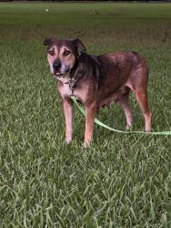 Found/Stray Female Dog last seen Stacy, Houston, TX 77084