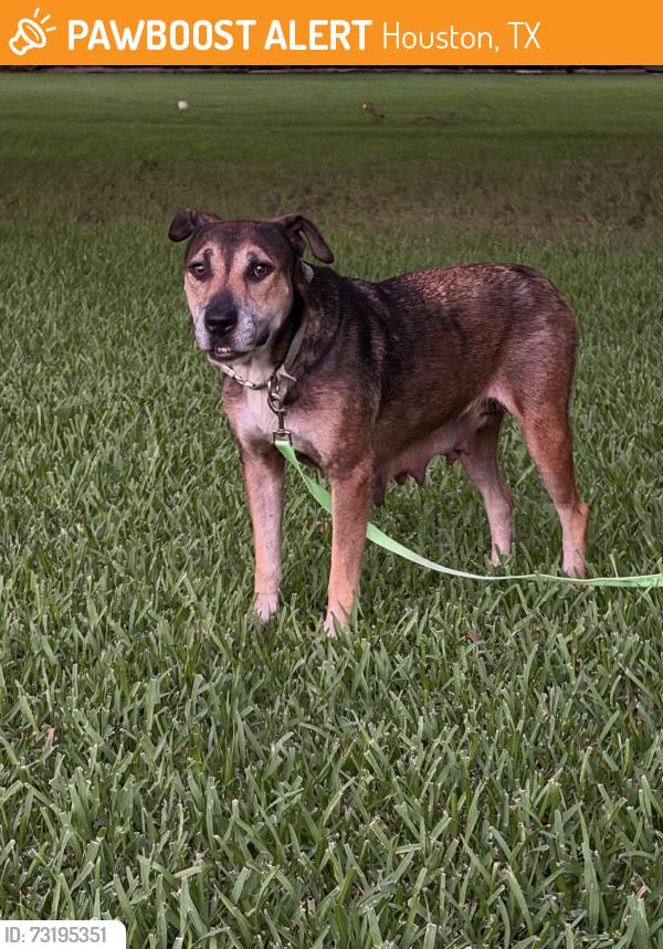 Found/Stray Female Dog last seen Stacy, Houston, TX 77084