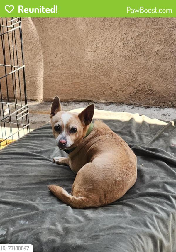 Reunited Female Dog last seen Trask and newland, Garden Grove, CA 92841