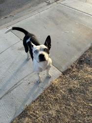 Found/Stray Unknown Dog last seen Silverado High School, Victorville, CA 92392