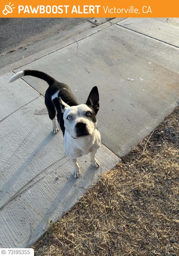 Found/Stray Unknown Dog last seen Silverado High School, Victorville, CA 92392