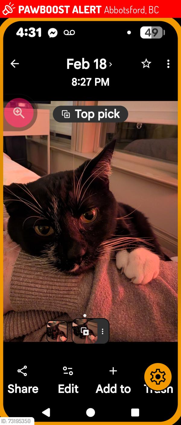 Lost Male Cat last seen Between No.4 and no.5 Rd in Abby, Abbotsford, BC 